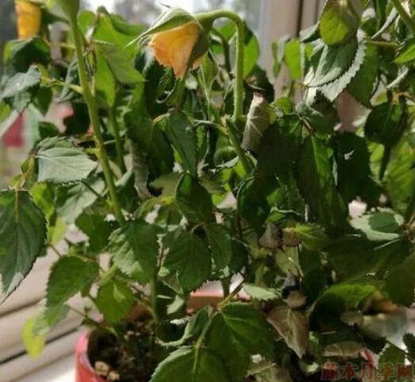 1、整株植物發(fā)軟萎蔫.jpg