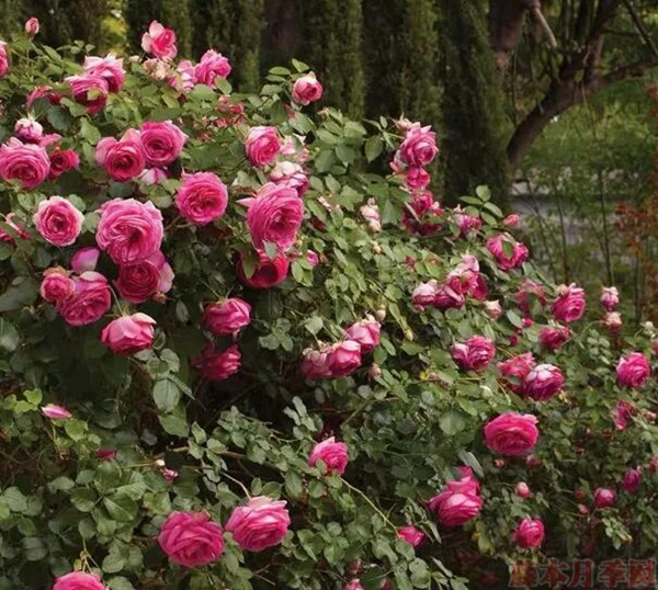 5、新芽枯萎.jpg