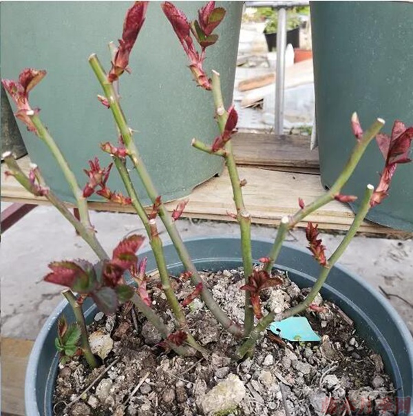 不夠飽滿，修剪一周后，芽點就會明顯變的飽滿了。.jpg
