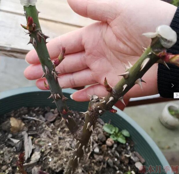 ，留更多的芽點，春天開花會更多。.jpg
