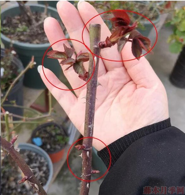 這樣春天發(fā)芽開花都會比較整齊。.jpg