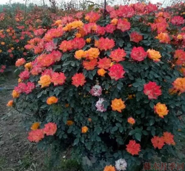 6現(xiàn)在還可以埋嗎？要注意什么？.jpg