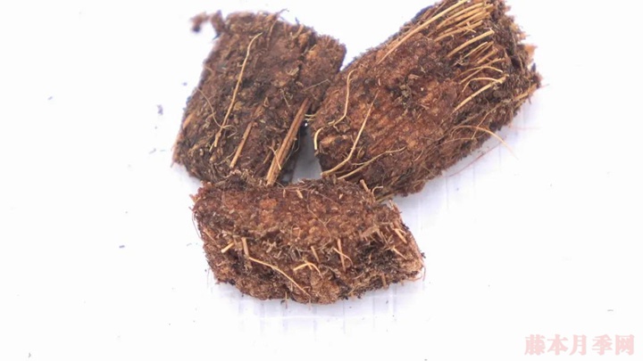 月季種植的土壤如何選擇？