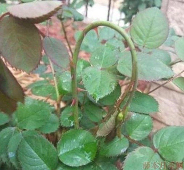 月季新芽長(zhǎng)得好好的，突然就蔫了，這是怎么回事呢？