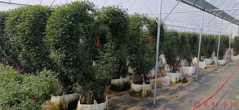 同樣的月季，不一樣的玩法，圖賞藤本月季造型系列