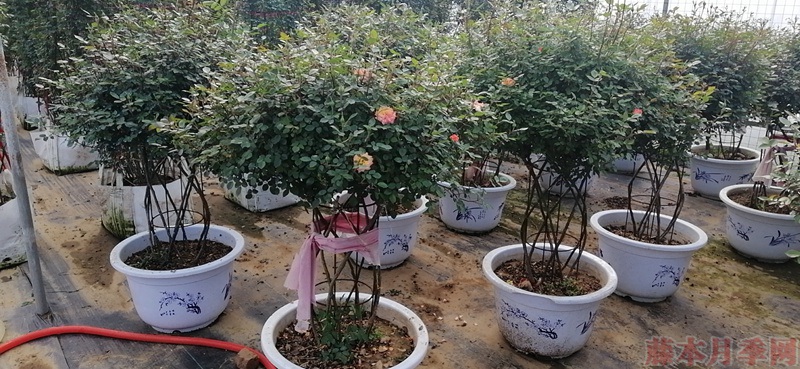 同樣的月季，不一樣的玩法，圖賞藤本月季造型系列