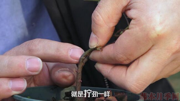 月季弱苗怎么處理？具體扶壯方法如下！