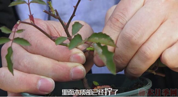 月季弱苗怎么處理？具體扶壯方法如下！
