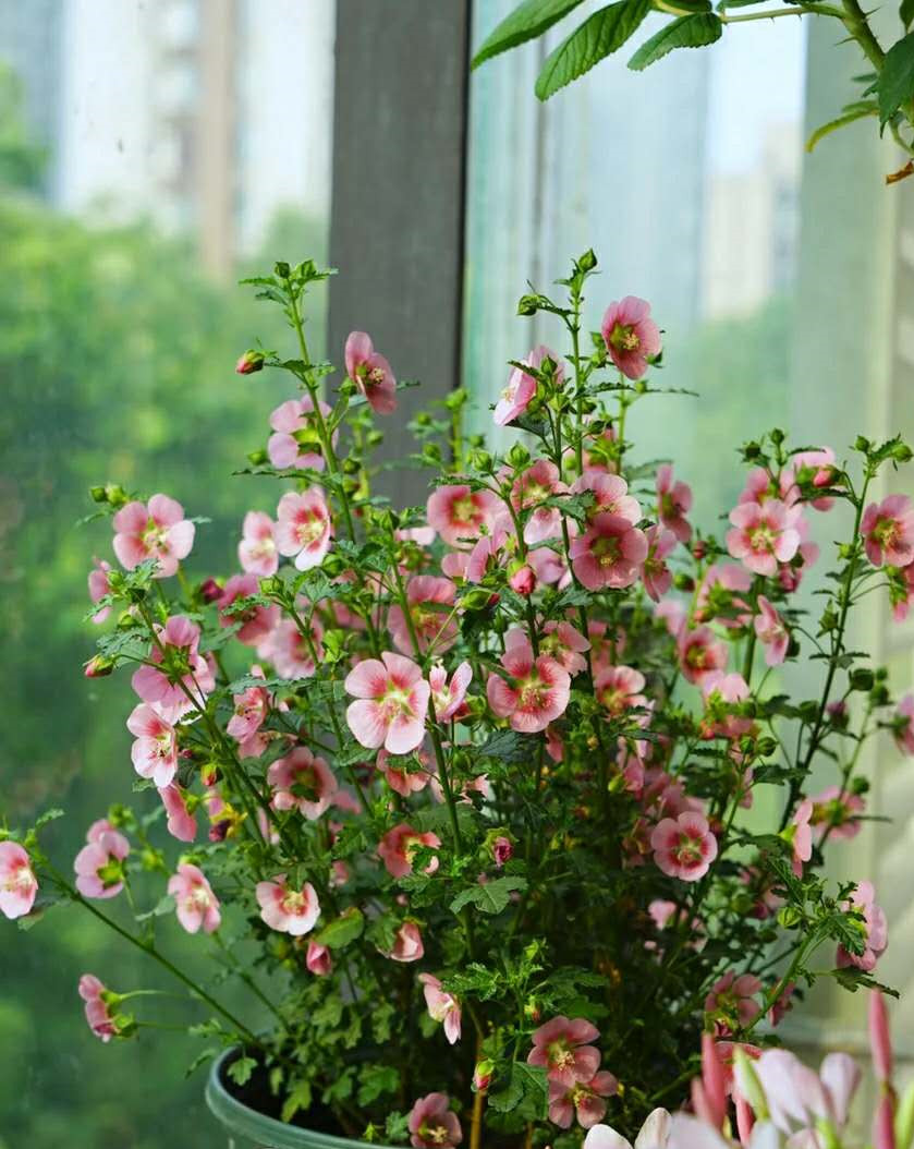 皮實(shí)好養(yǎng)又勤花的小木槿，這款網(wǎng)紅開花機(jī)器值得入