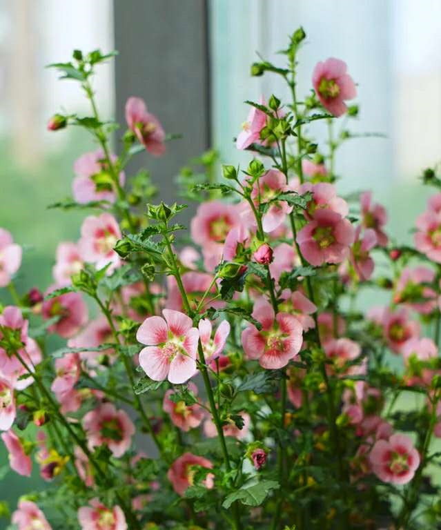 皮實(shí)好養(yǎng)又勤花的小木槿，這款網(wǎng)紅開花機(jī)器值得入