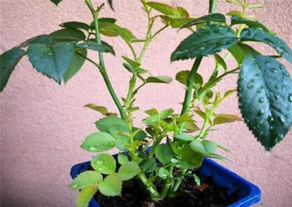 月季什么時(shí)候抹芽，怎么抹？