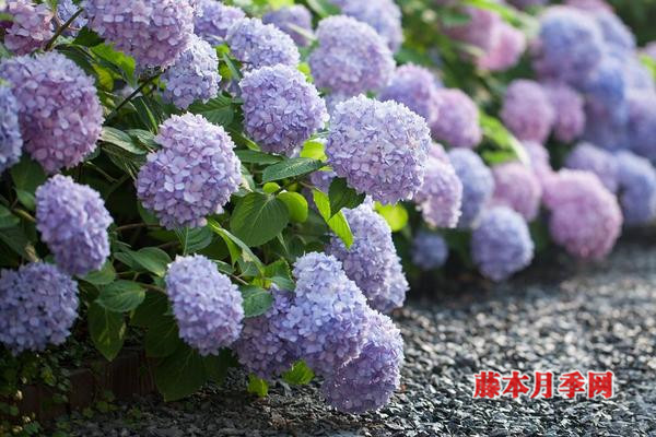 繡球能開多少花？數(shù)數(shù)頂部就知道了