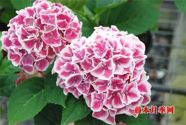 繡球能開多少花？數(shù)數(shù)頂部就知道了