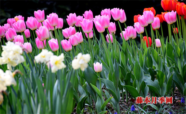 如何讓郁金香、洋水仙花期變長？
