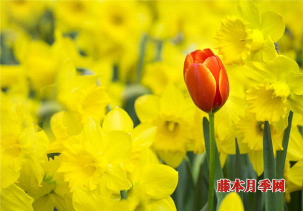 如何讓郁金香、洋水仙花期變長？