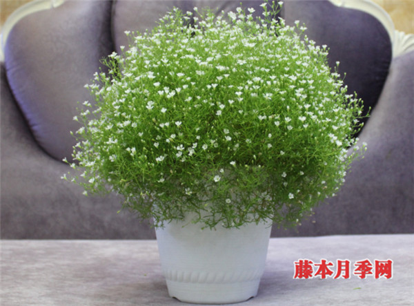 好看又好養(yǎng)，能開(kāi)上千朵花的花卉——滿(mǎn)天星