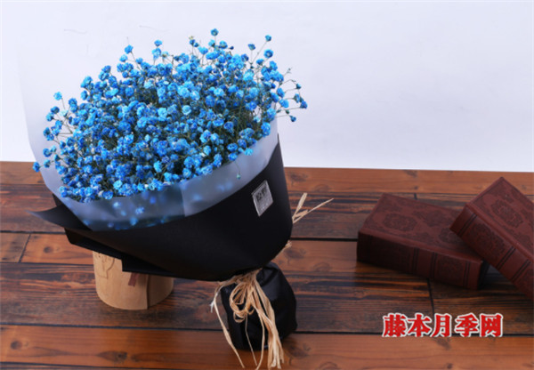 好看又好養(yǎng)，能開(kāi)上千朵花的花卉——滿(mǎn)天星