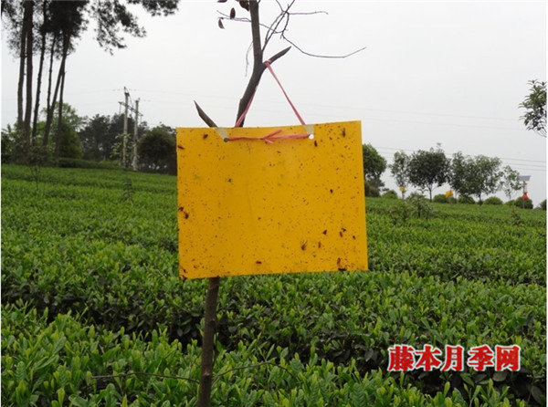 防治花卉蟲害，可以試下掛黃板