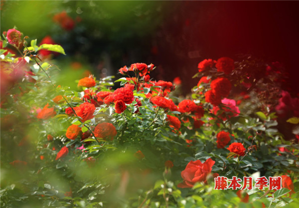 月季早春病蟲害防治注意事項