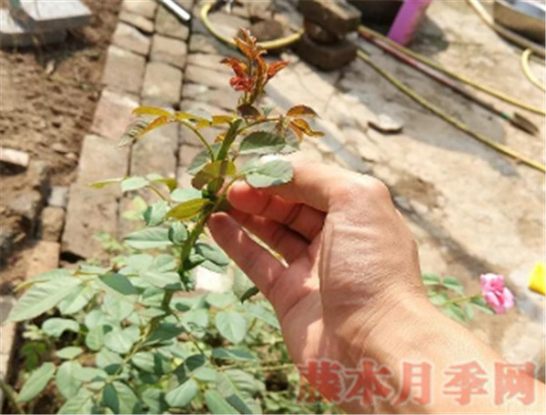 10個花友9個問，牙簽苗怎么才能開爆盆？