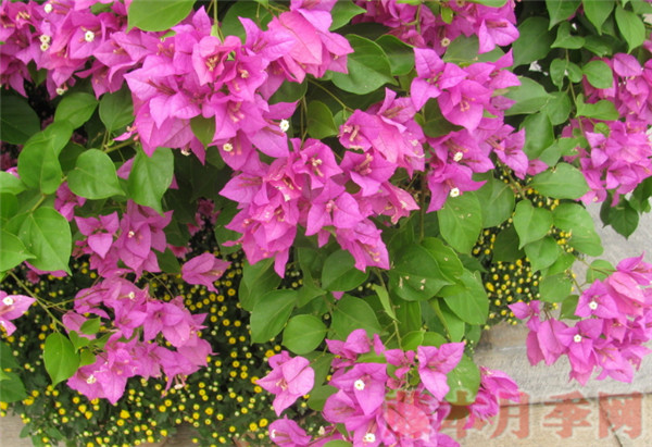 三角梅怎么快速開花，用上這三招你也可以