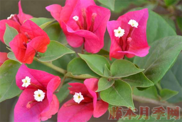 三角梅怎么快速開花，用上這三招你也可以