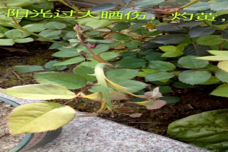 月季夏季黃葉有哪些原因？對(duì)應(yīng)處理方法