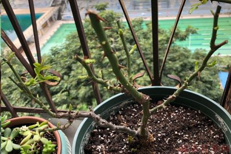 月季怎樣抹芽？這幾類芽一定要抹掉！