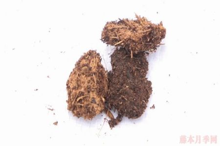 月季種植的土壤如何選擇？