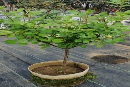 精品棒棒糖月季是如何來的？