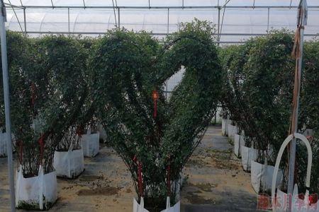 同樣的月季，不一樣的玩法，圖賞藤本月季造型系列