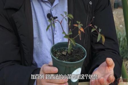 月季弱苗怎么處理？具體扶壯方法如下！