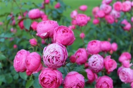 月季什么時候抹芽，怎么抹？