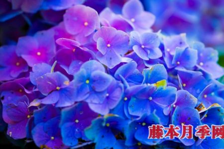 繡球能開多少花？數(shù)數(shù)頂部就知道了