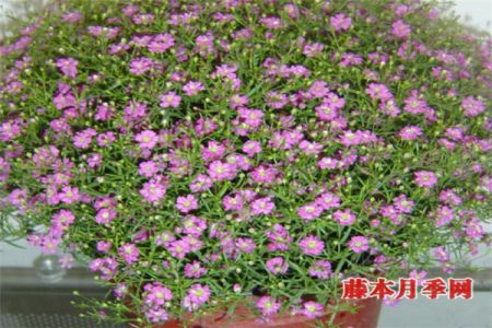 好看又好養(yǎng)，能開上千朵花的花卉——滿天星