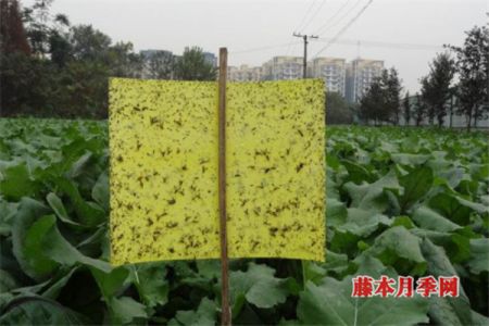 防治花卉蟲害，可以試下掛黃板