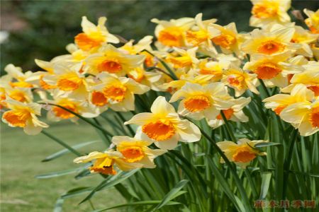 洋水仙開花后別丟，這樣做明年可以再開