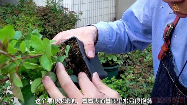 葉片卷曲、燒焦是怎么回事，如何挽救？