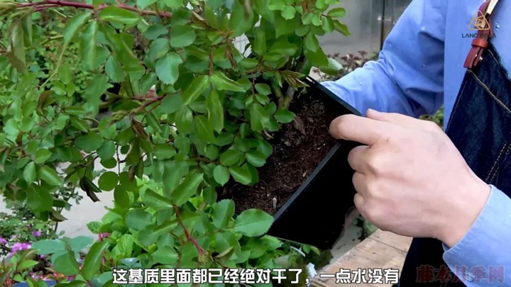 葉片卷曲、燒焦是怎么回事，如何挽救？