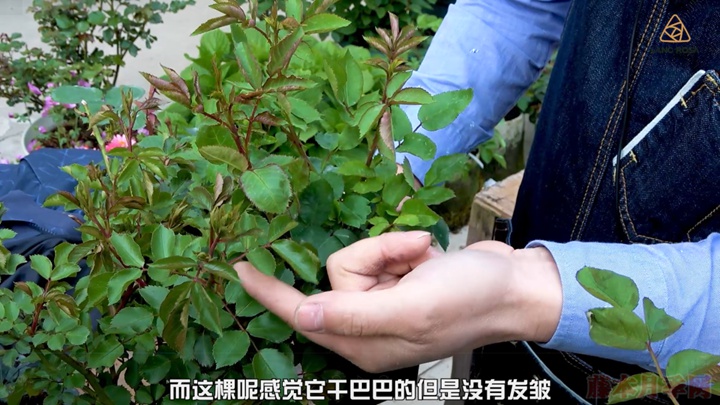 葉片卷曲、燒焦是怎么回事，如何挽救？