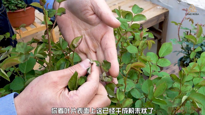 葉片卷曲、燒焦是怎么回事，如何挽救？
