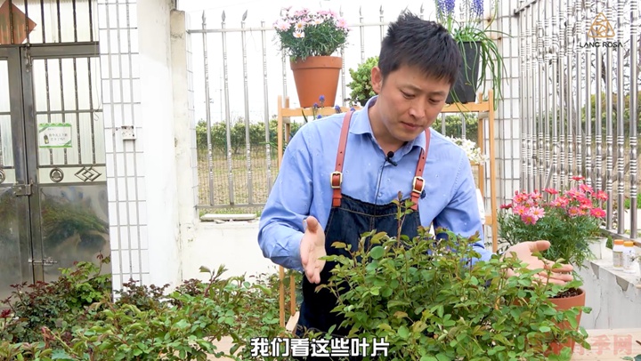葉片卷曲、燒焦是怎么回事，如何挽救？