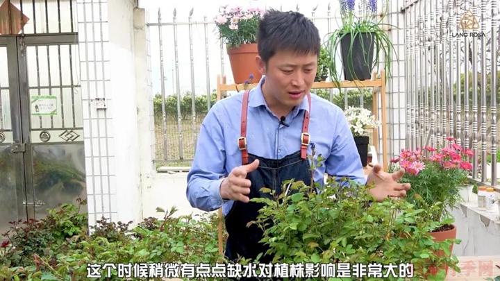 葉片卷曲、燒焦是怎么回事，如何挽救？