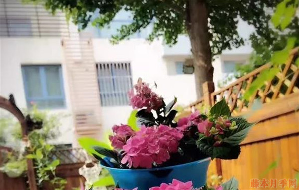 繡球花玫紅媽媽和無(wú)盡夏區(qū)別？