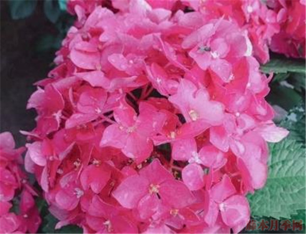 繡球花玫紅媽媽可以調(diào)色嗎？