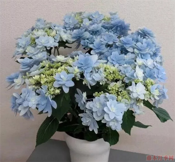 重瓣大花繡球品種大全(22個(gè)品種圖解)
