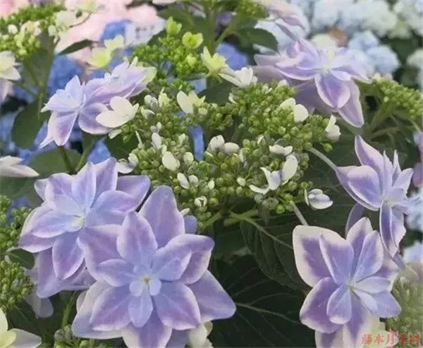 重瓣大花繡球品種大全(22個(gè)品種圖解)