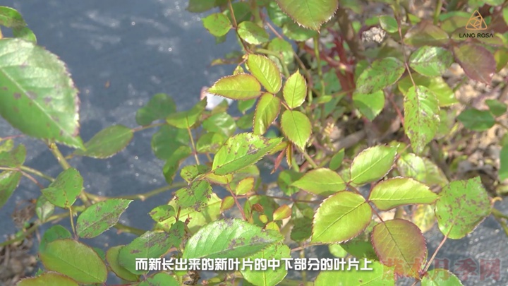 月季抗病性排行榜，分為幾個等級