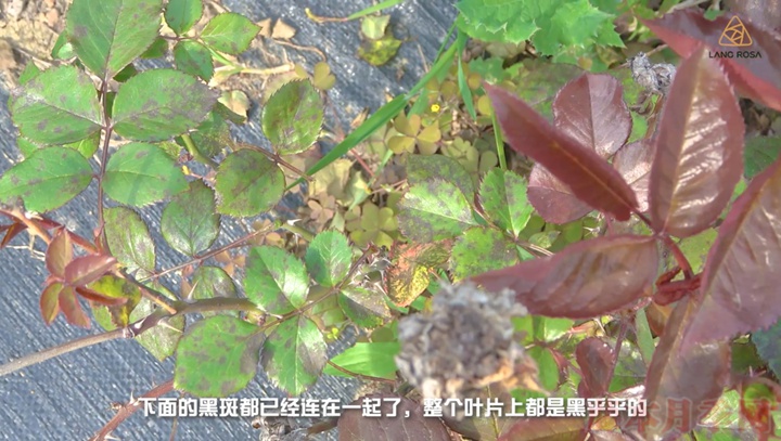 月季抗病性排行榜，分為幾個等級