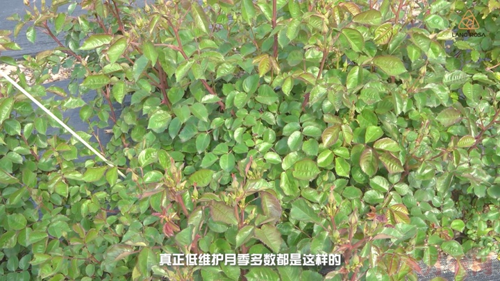 月季抗病性排行榜，分為幾個等級